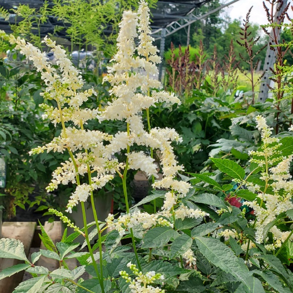 Astilbe in bud and in Bloom