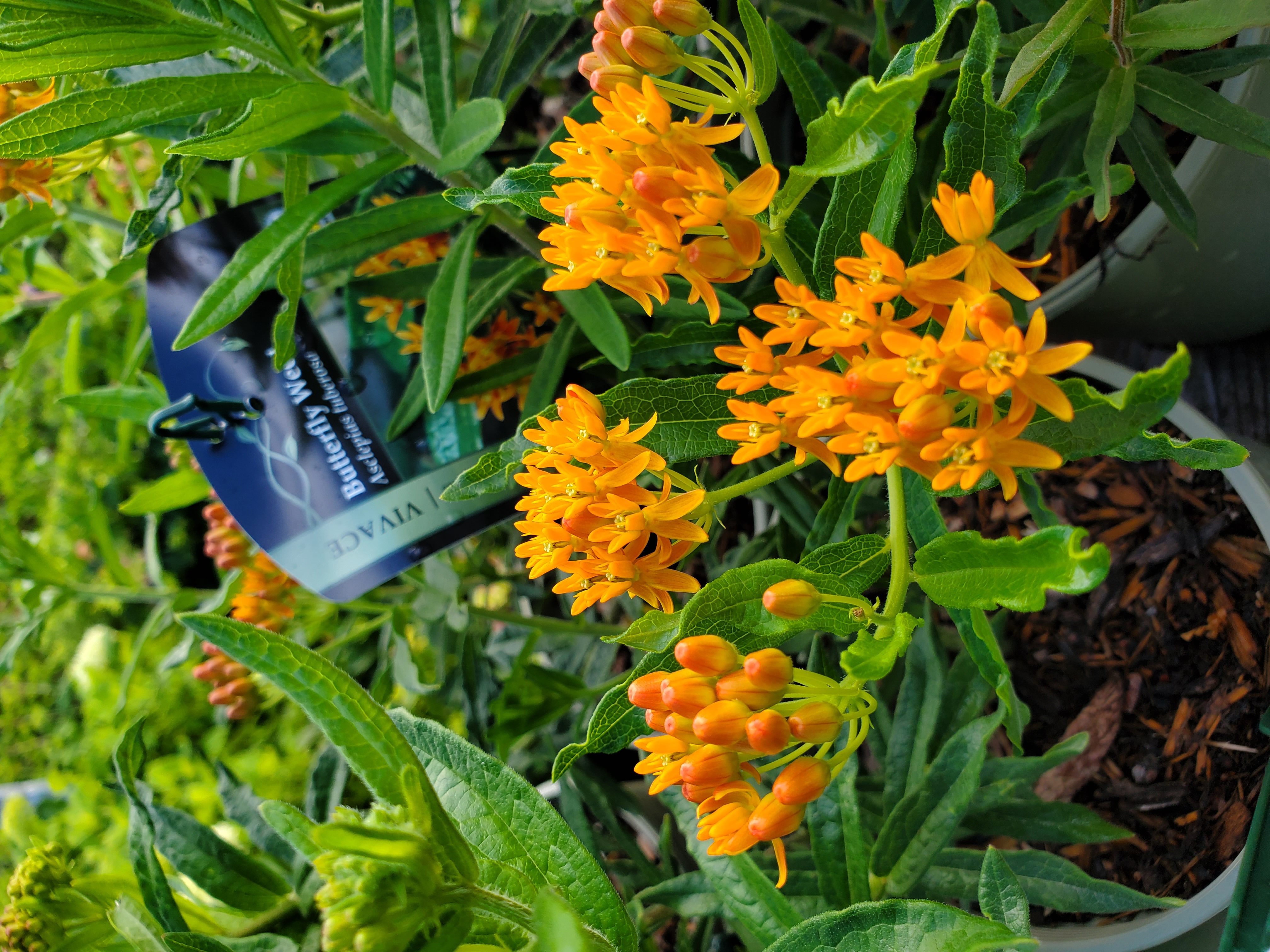 Butterfly Weed