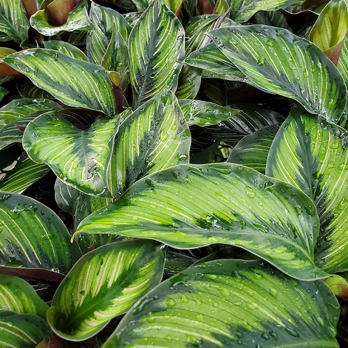 Beauty Star Calathea