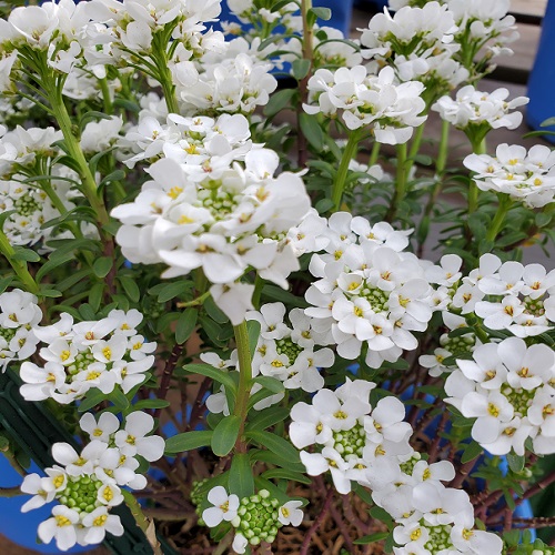 Candytuft Purity