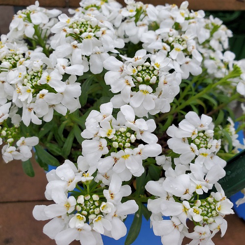 Candytuft Snow Cone