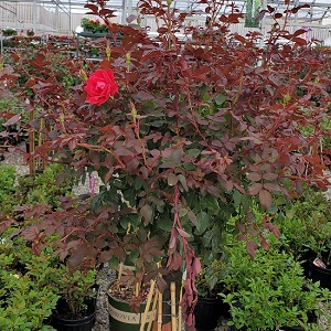Rose - Double Red Knock Out Std Tree