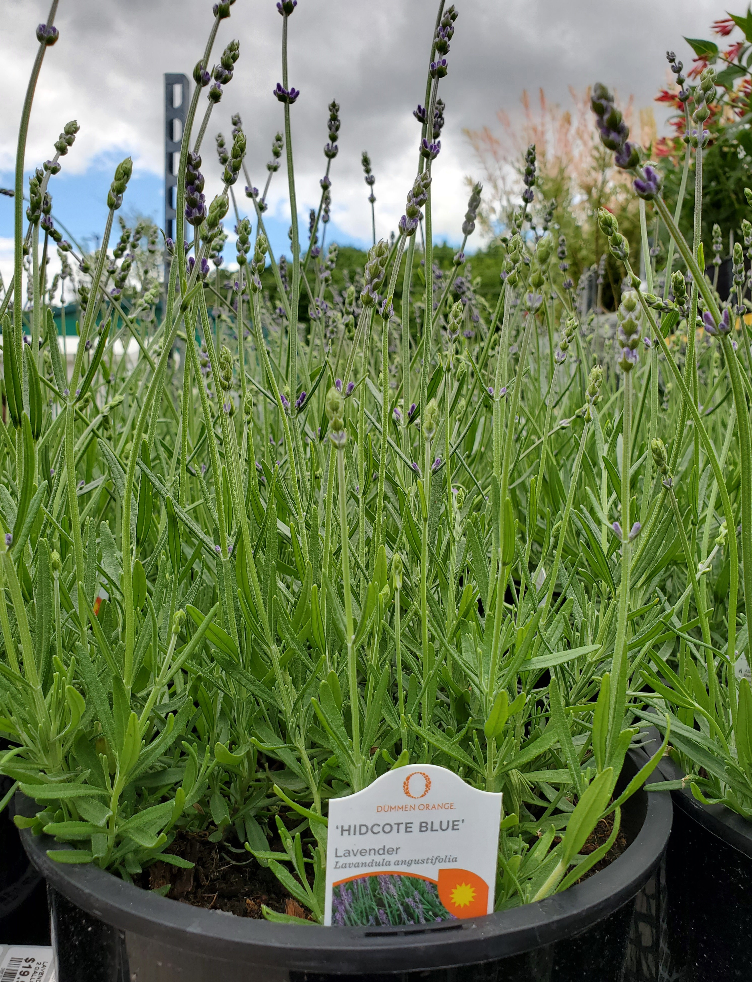 Lavender - Hidcote 2 gallon 