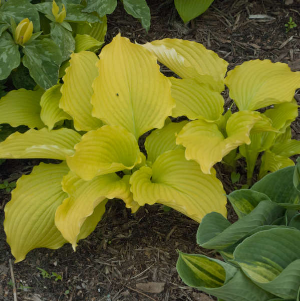 Hosta Dancing Queen