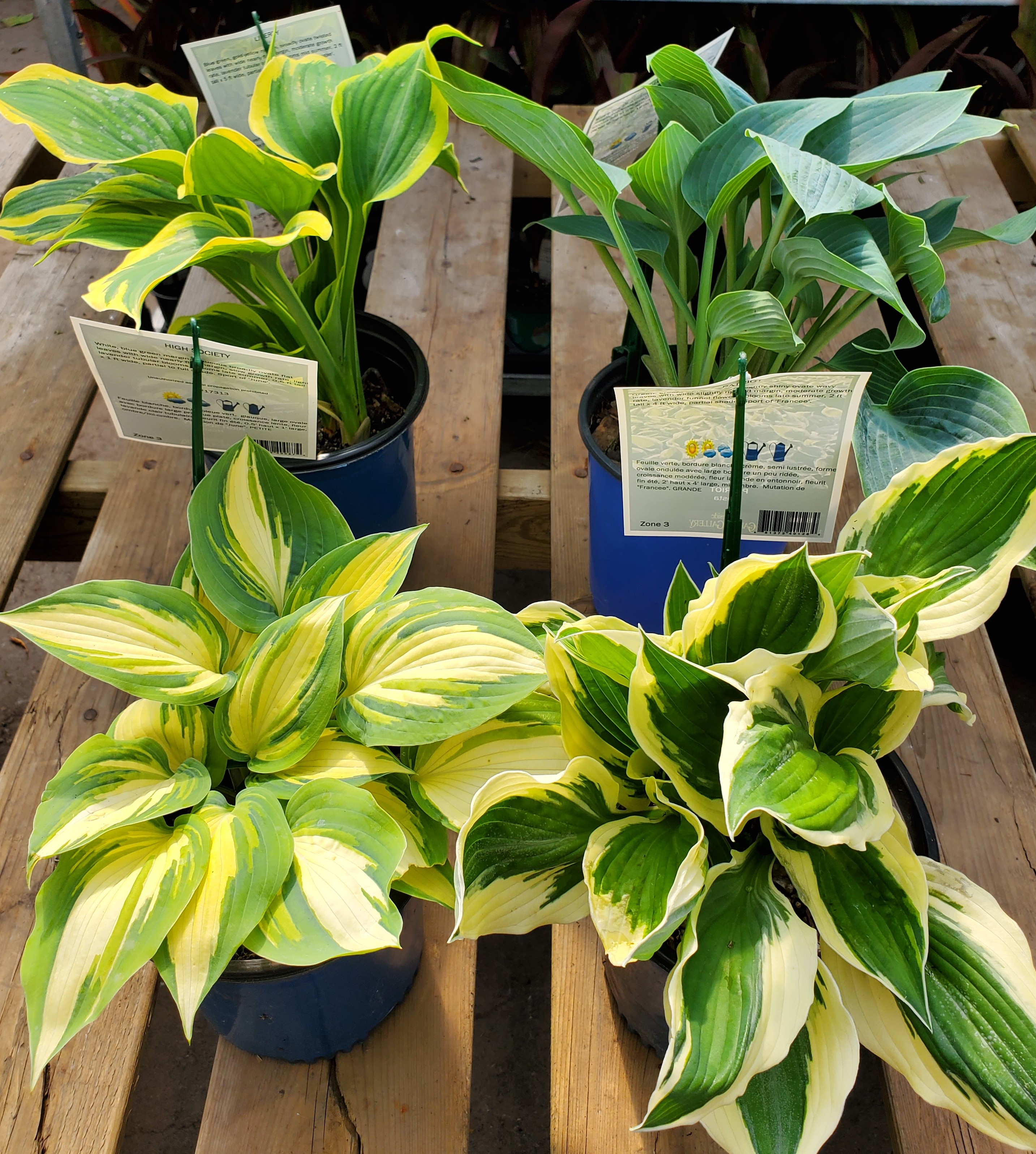 Hosta's are looking great