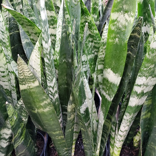 Black Coral Snake Plant